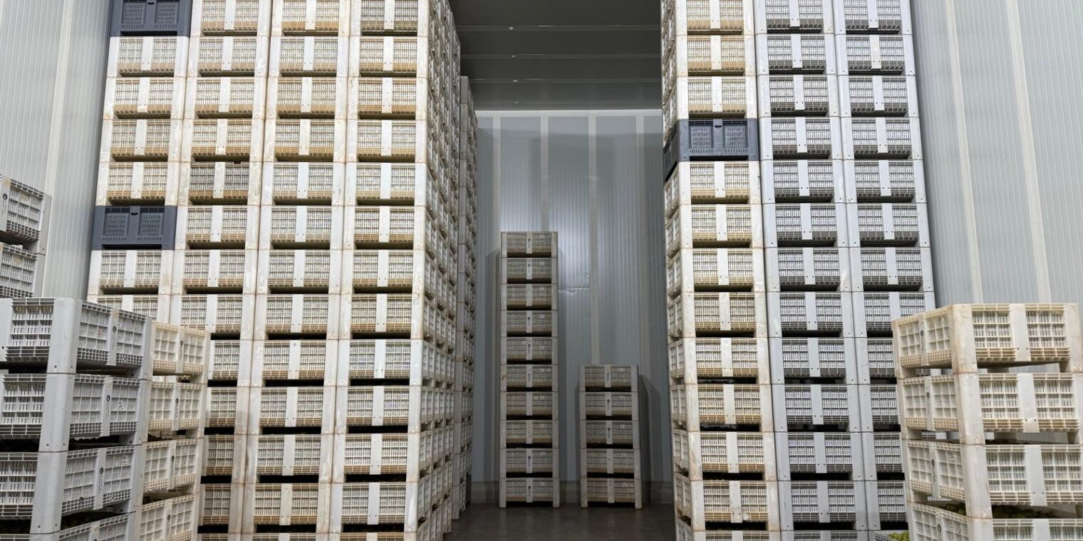 A importância da conservação na qualidade dos frutos pós-colheita