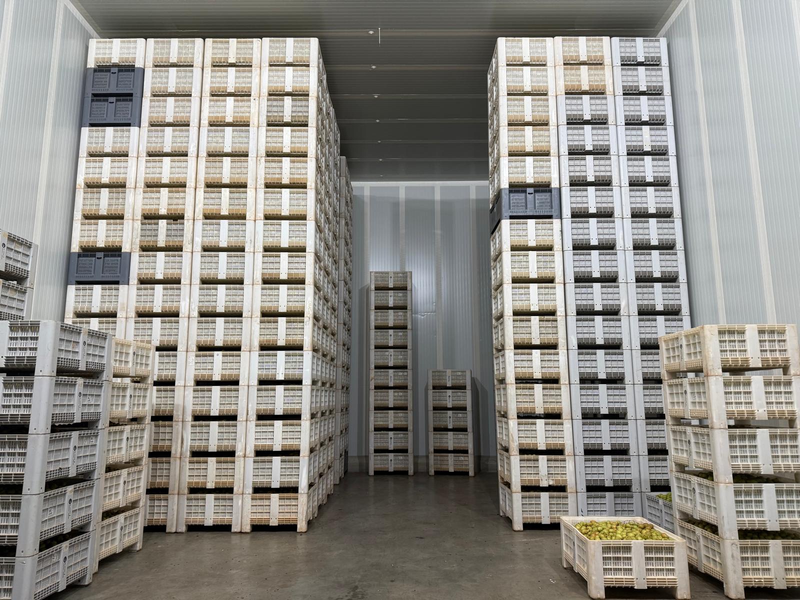 A importância da conservação na qualidade dos frutos pós-colheita