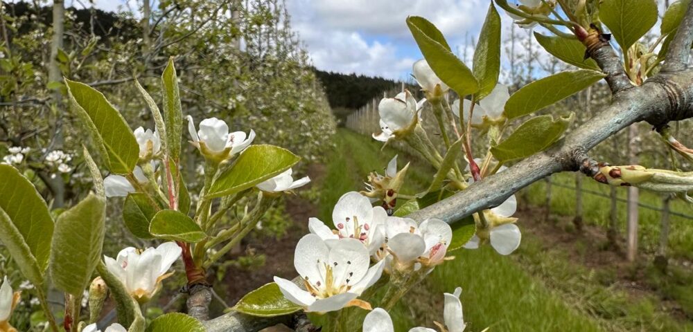 A Importância da Floração em Pomares de Macieiras e Pereiras