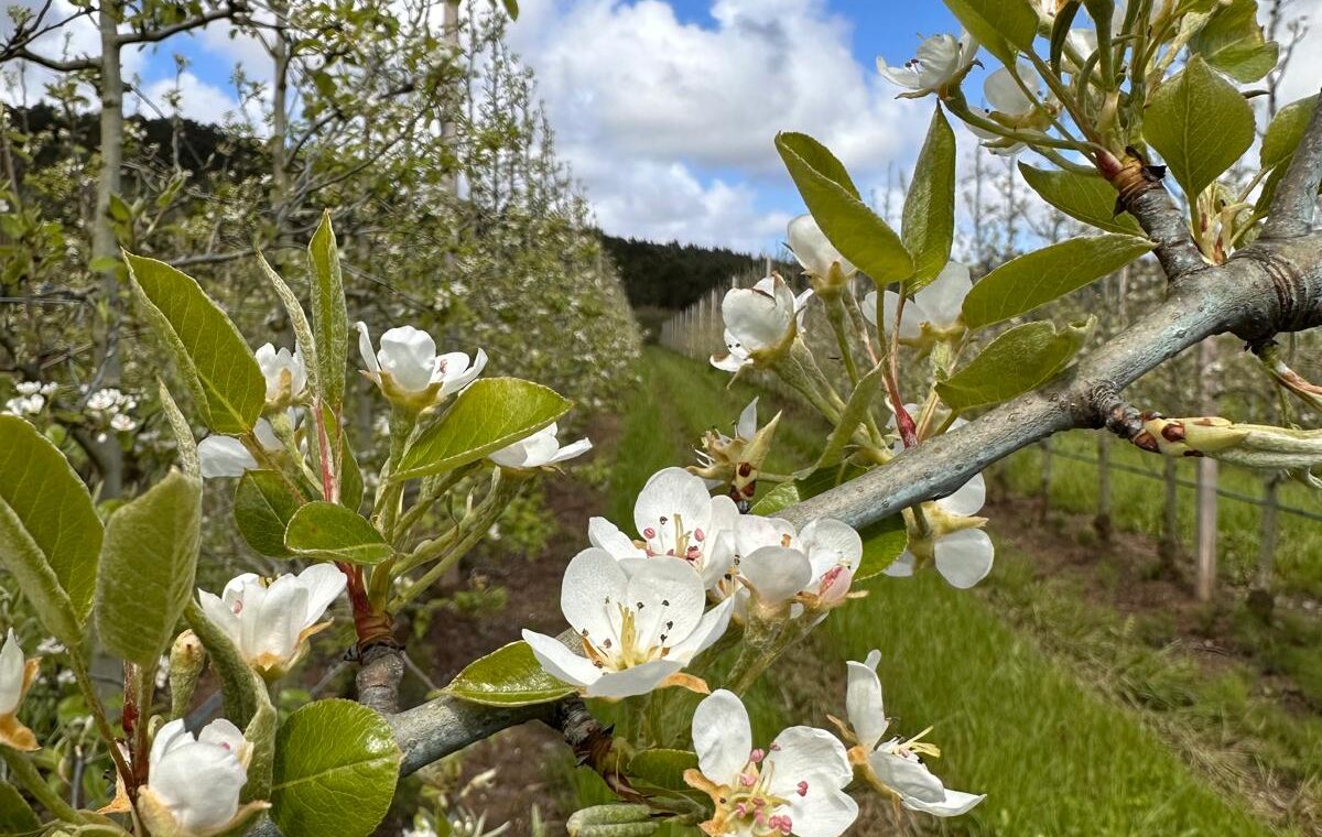 A Importância da Floração em Pomares de Macieiras e Pereiras