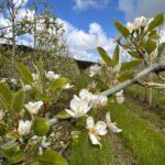 A Importância da Floração em Pomares de Macieiras e Pereiras