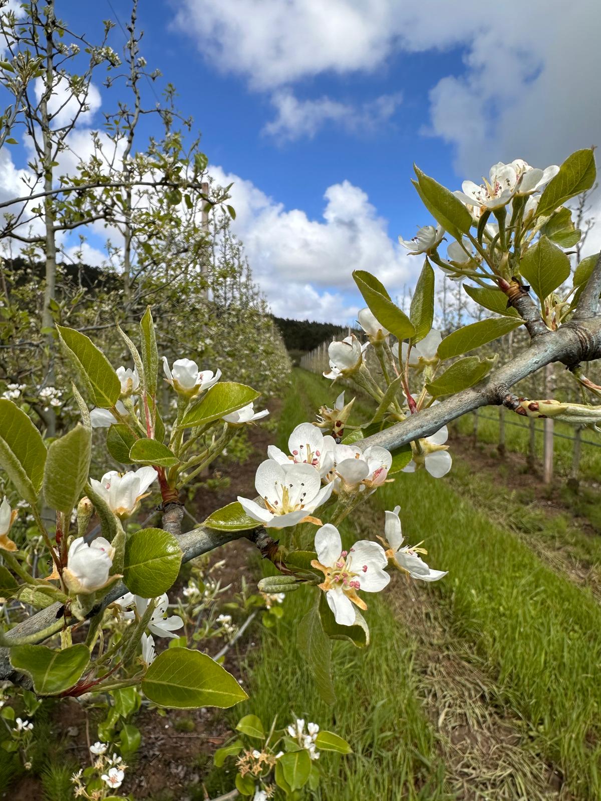 A Importância da Floração em Pomares de Macieiras e Pereiras