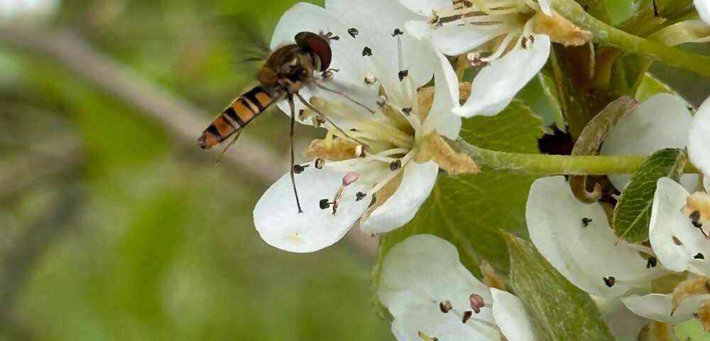 Ecologia e biodiversidade: a base de uma fruticultura sustentável