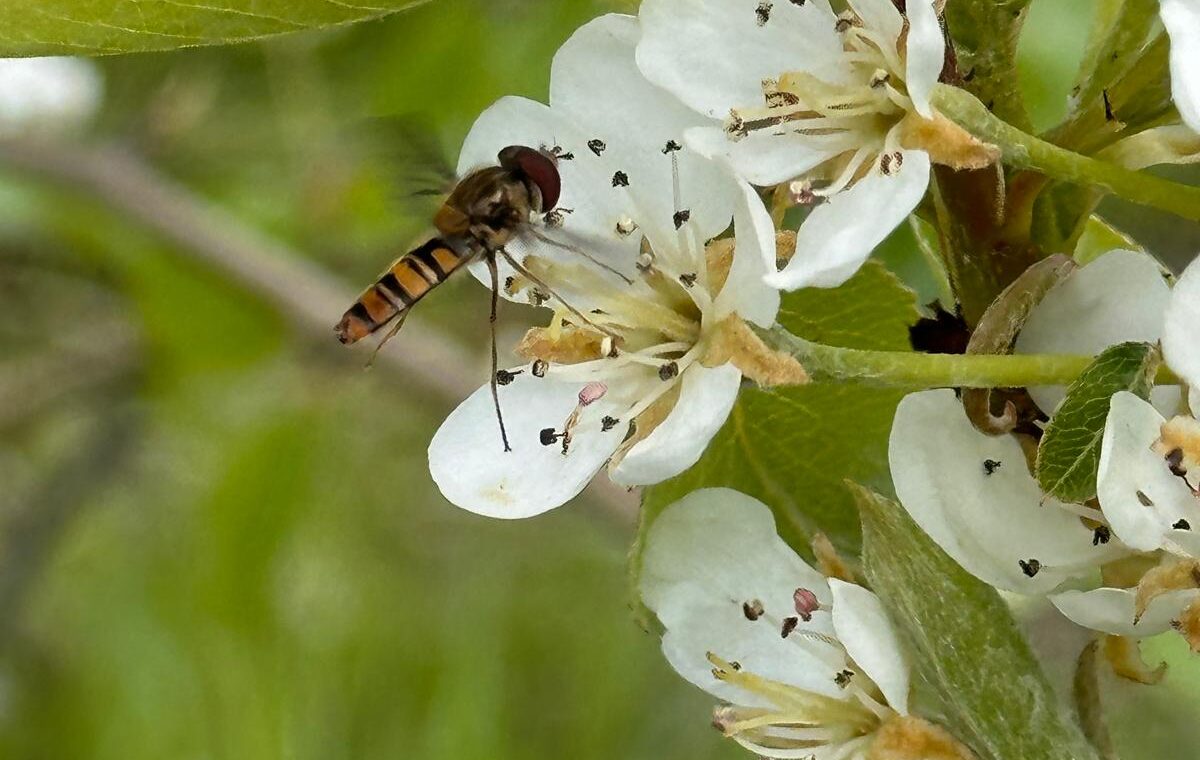 Ecologia e biodiversidade: a base de uma fruticultura sustentável
