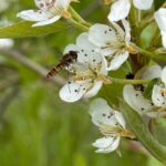 Ecologia e biodiversidade: a base de uma fruticultura sustentável