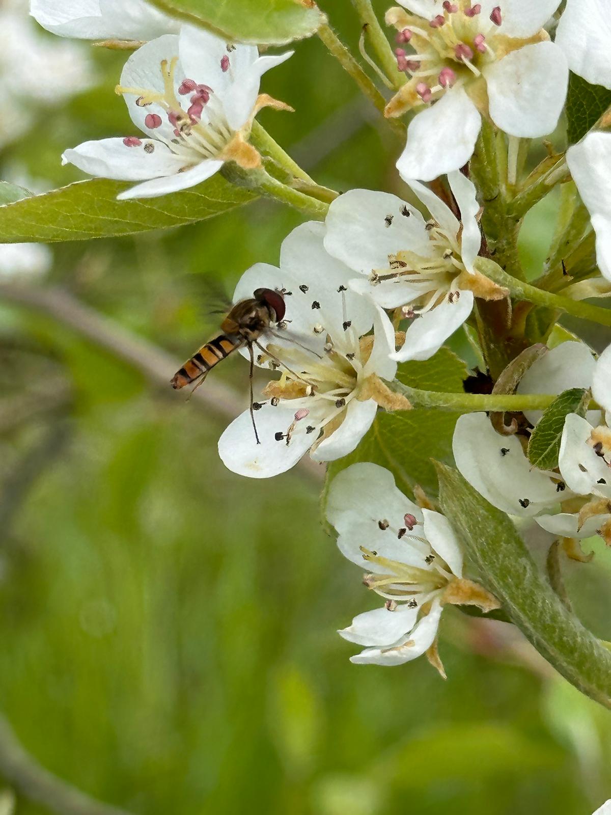 Ecologia e biodiversidade: a base de uma fruticultura sustentável