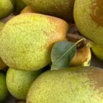 Fogo Bacteriano: pontos a ter em conta