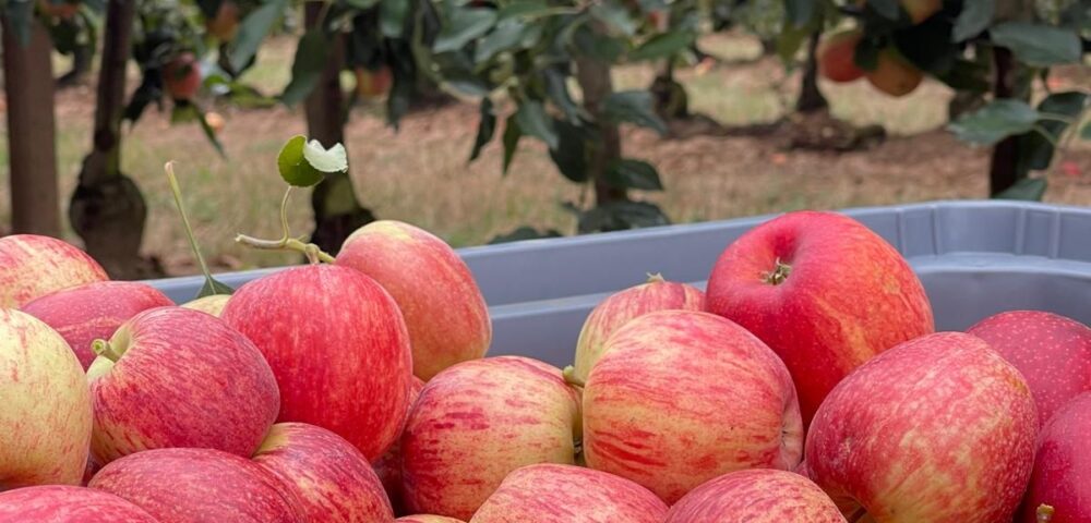 Balanço da campanha 2025: calibres menores, a tendência geral