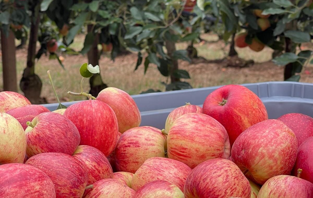 Balanço da campanha 2025: calibres menores, a tendência geral