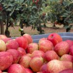 Balanço da campanha 2025: calibres menores, a tendência geral