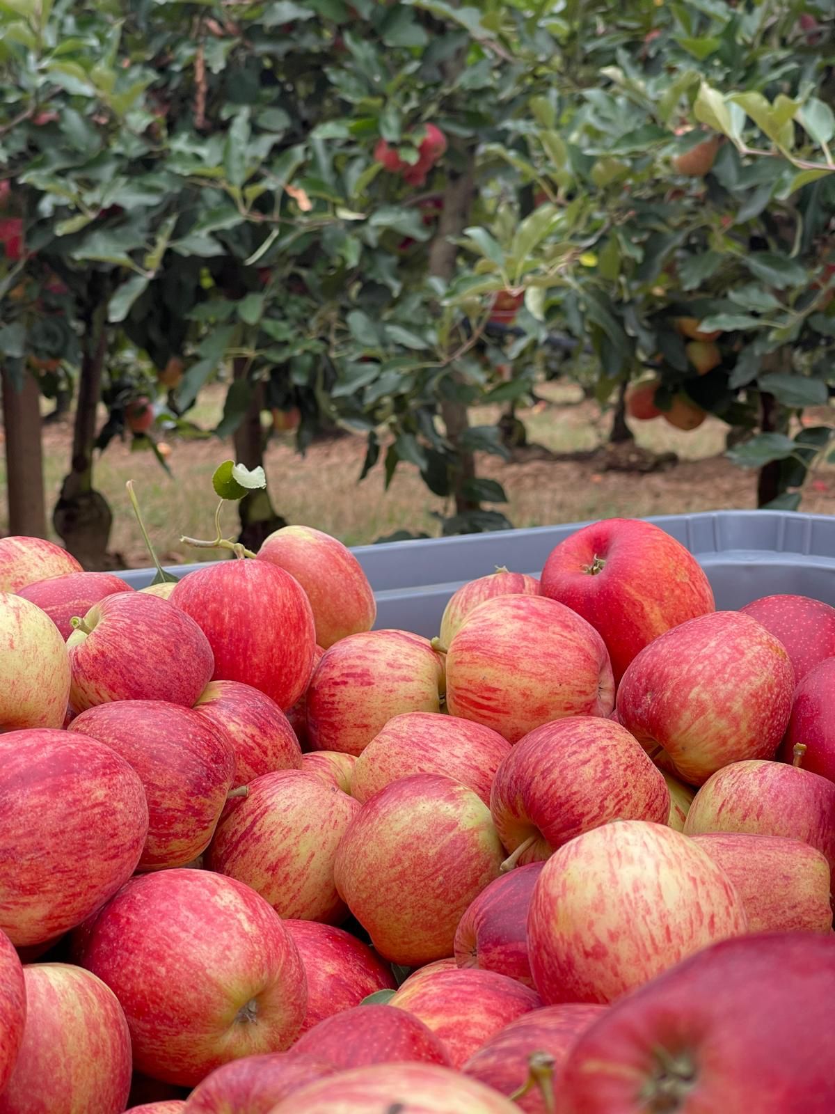Balanço da campanha 2025: calibres menores, a tendência geral