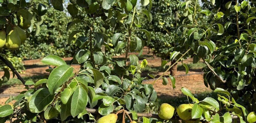 O verão que prepara o outono