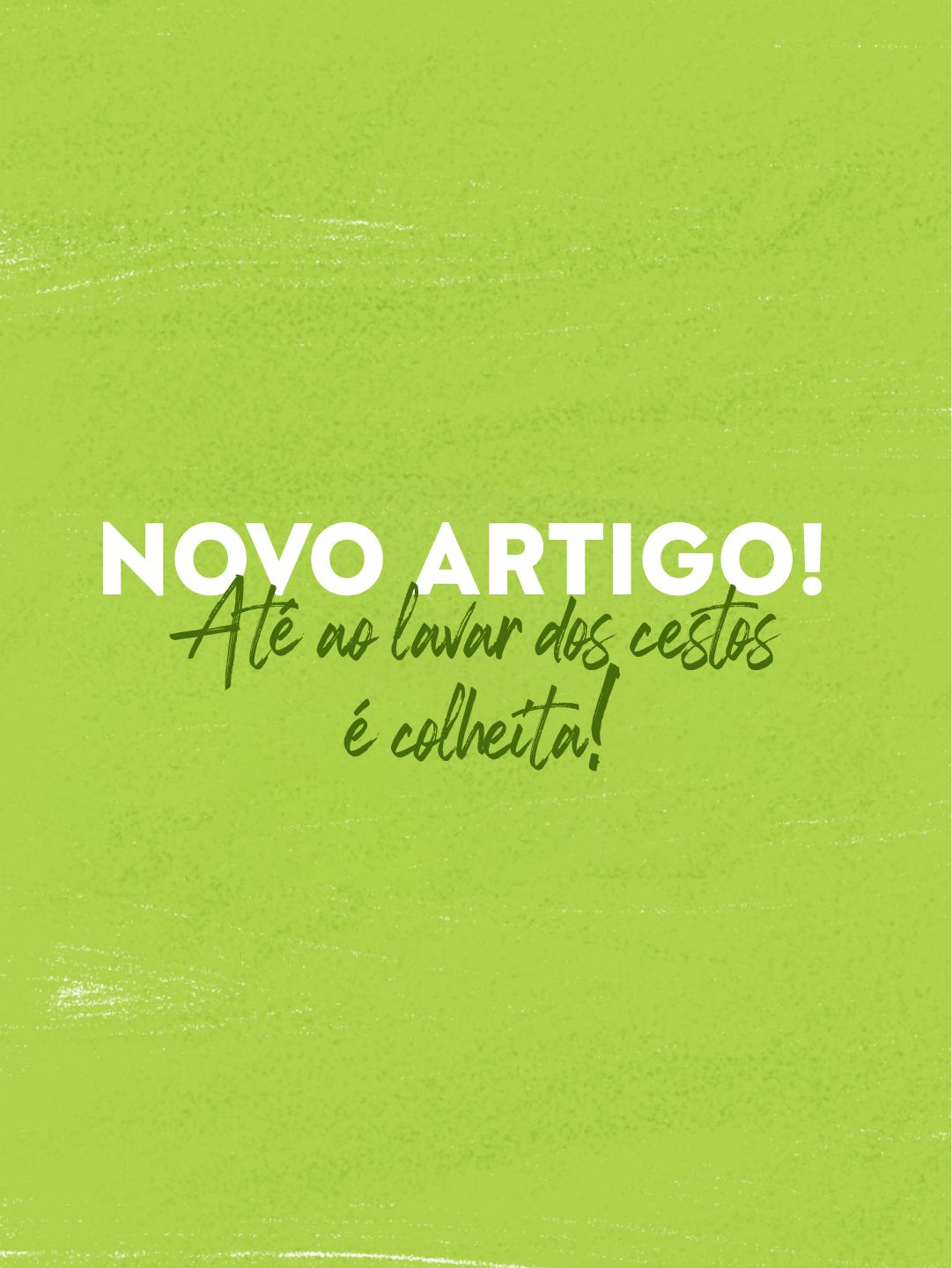 Até ao lavar dos cestos é colheita!